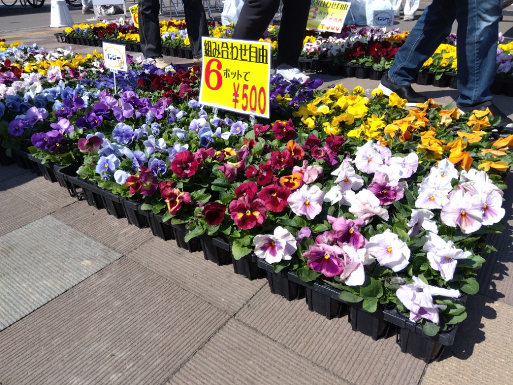 パンジービオラ販売会昨年の様子1