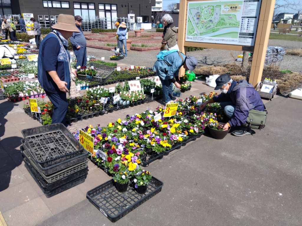 パンジービオラ販売会昨年の様子2