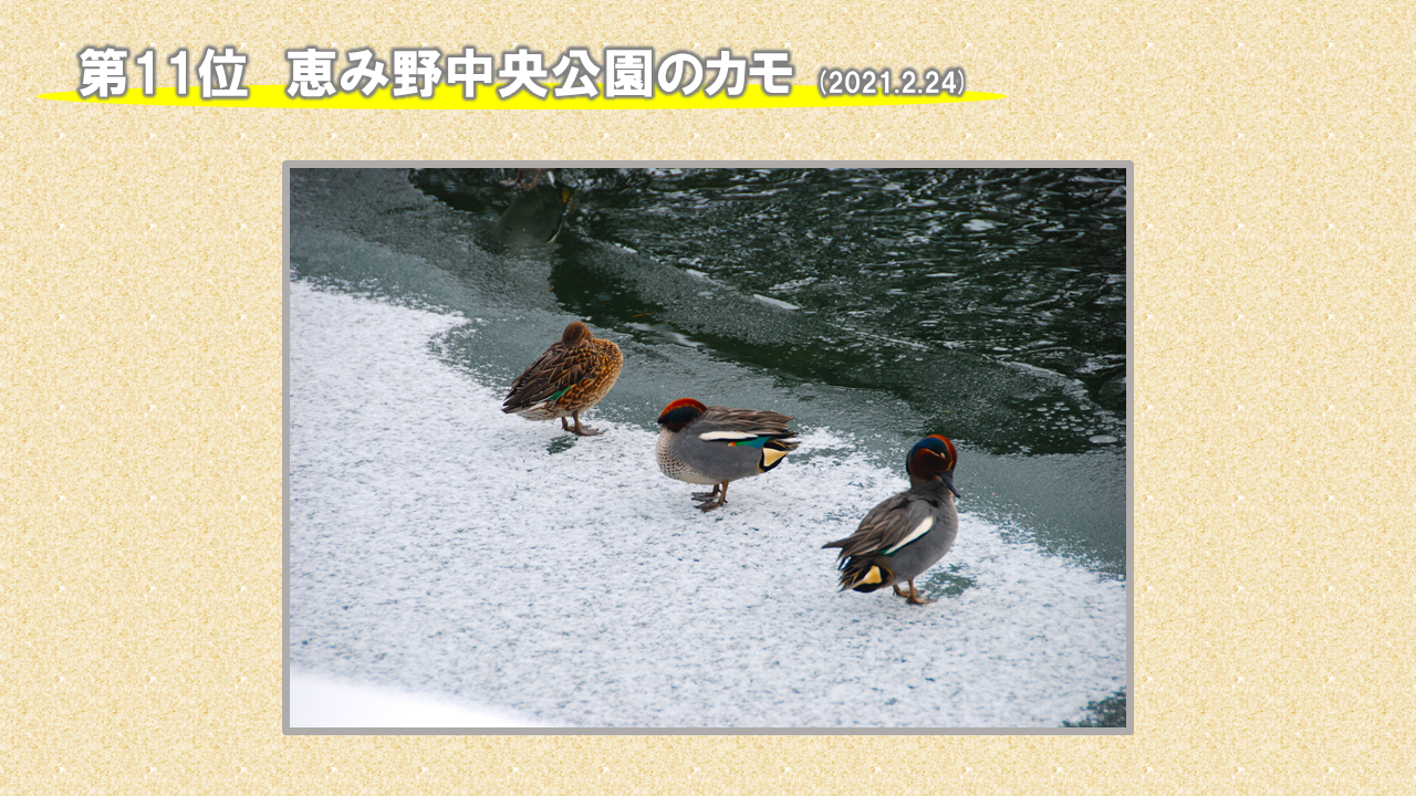 11位「恵み野中央公園のカモ」