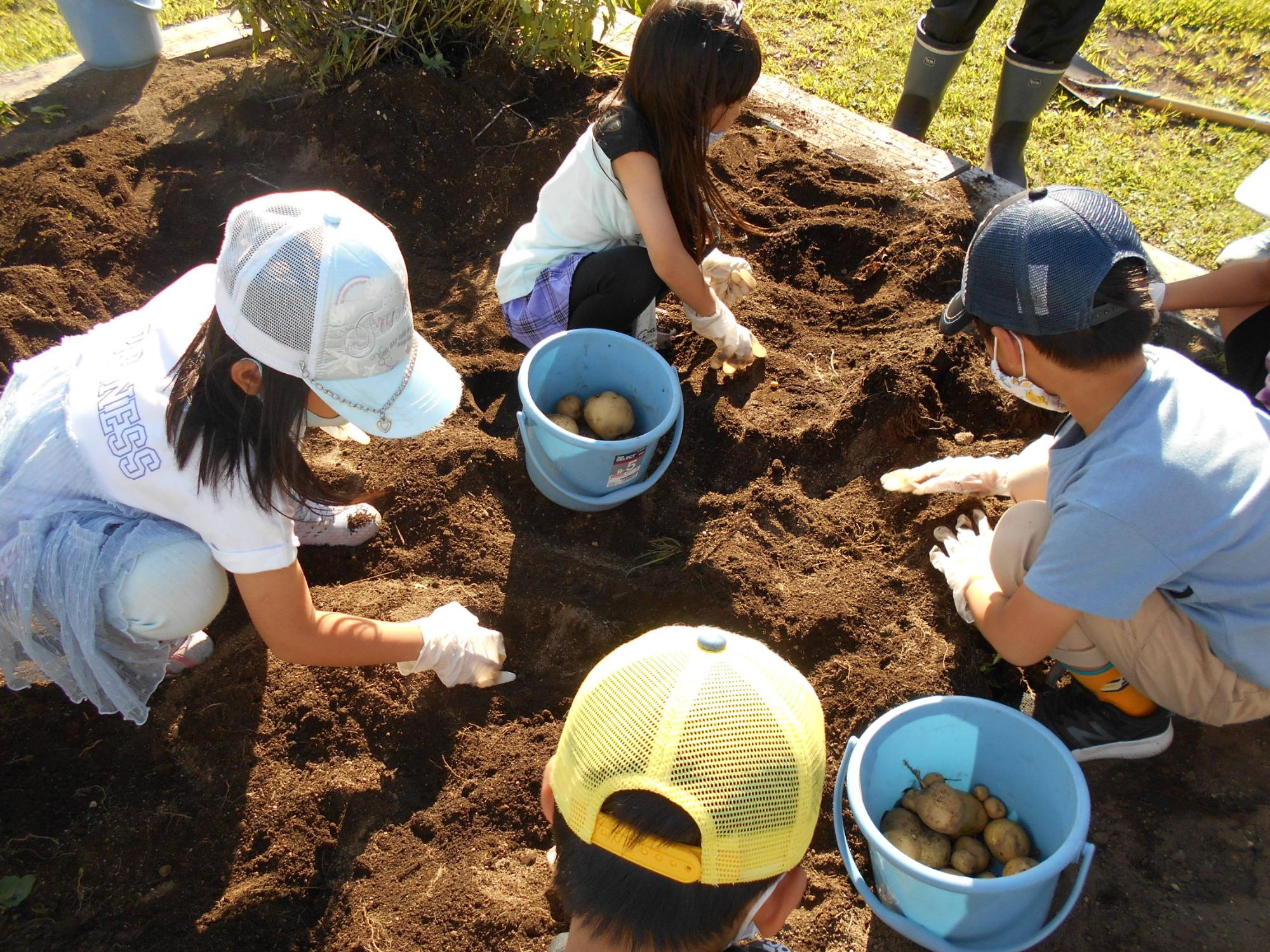 学童二芋ほり