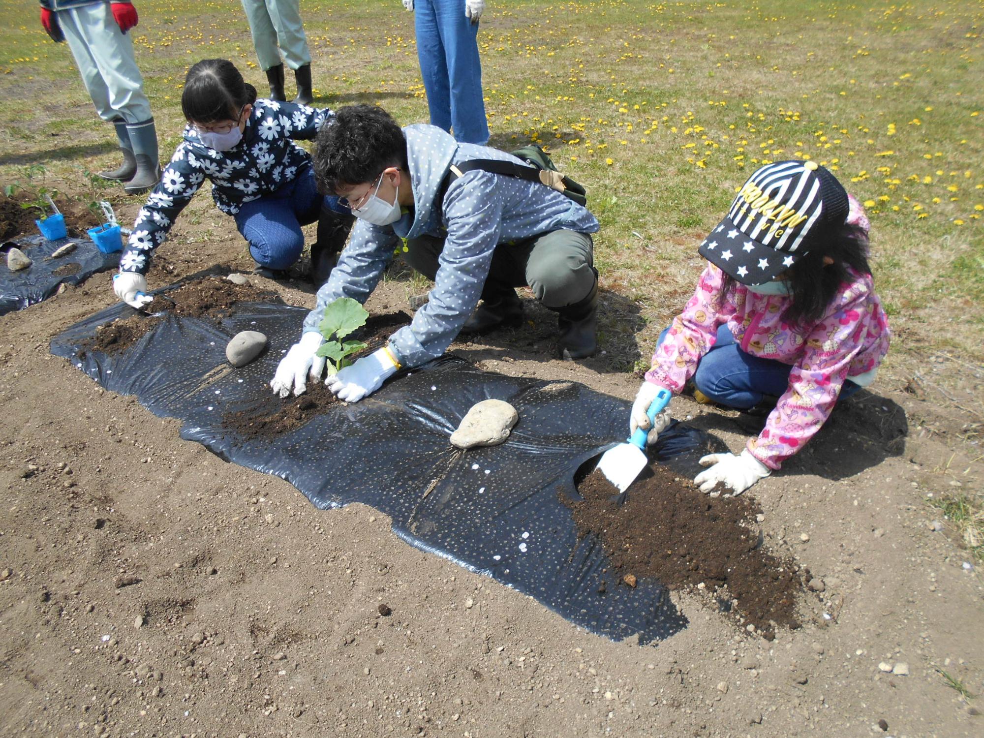 かぼちゃのなえうえ