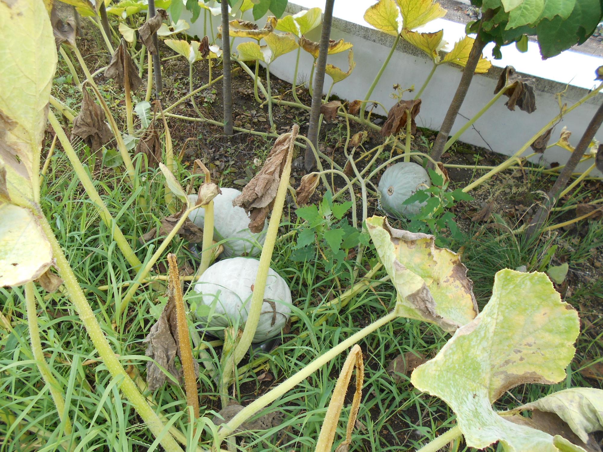 野菜畑かぼちゃ