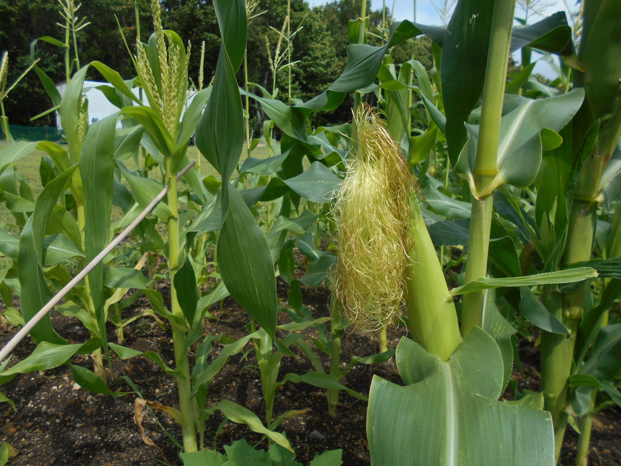 野菜畑トウモロコシ