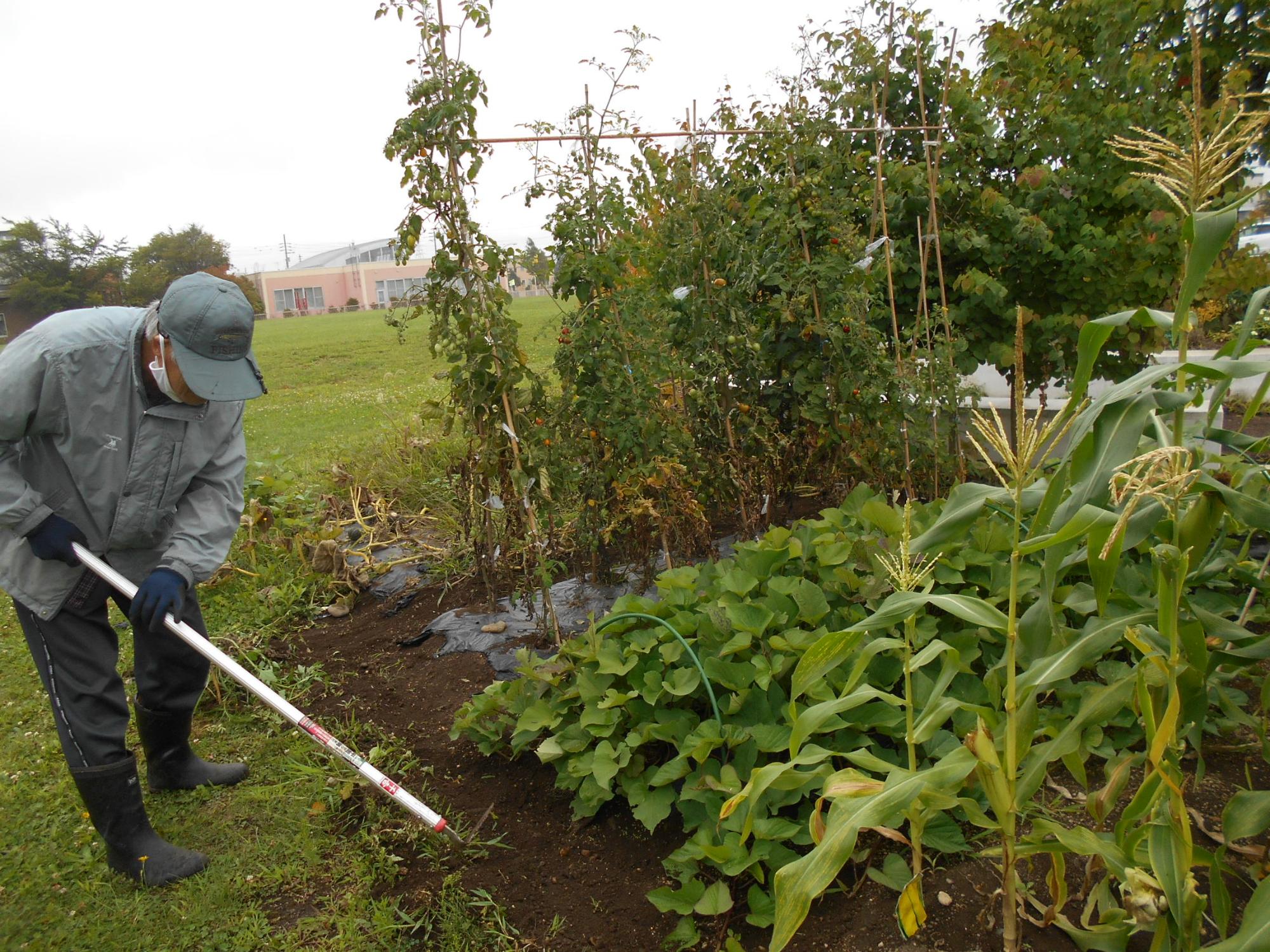 野菜畑地植えメンテナンス