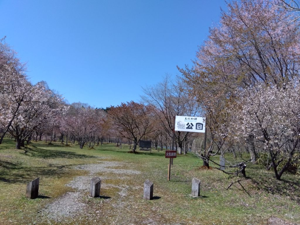 20260505桜公園桜2