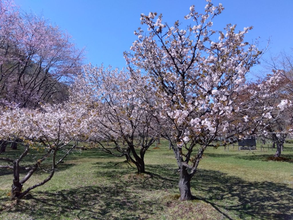 20260505桜公園桜1