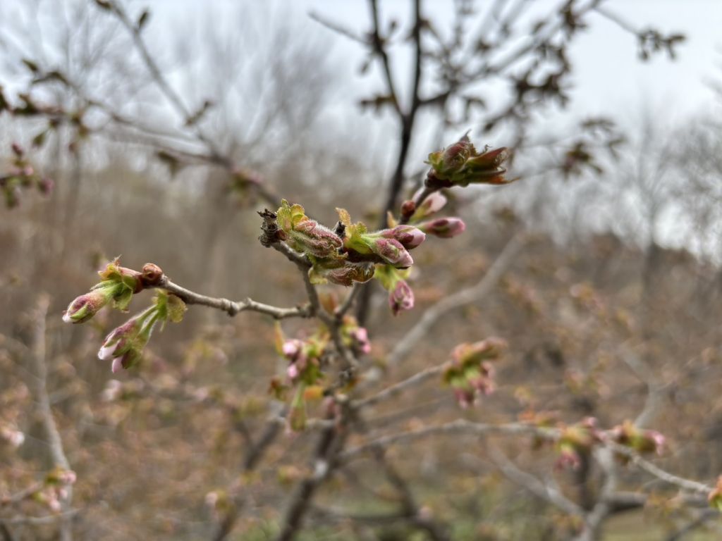 20260427桜