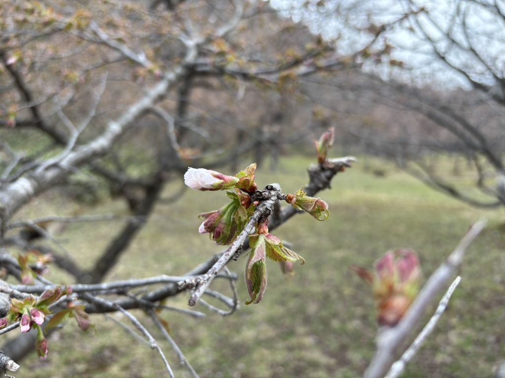 20260427桜2