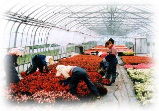 ビニールハウスの中で花のメンテナンスをする生産者の方々の写真