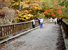橋の上から紅葉と滝を楽しむ人々の写真