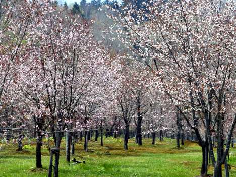 草で覆われ緑色の地面から、数えきれないほどの桜の木が見事に花を咲かせている写真
