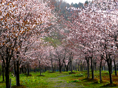沢山の桜の木が桃色の花を満開に咲かせている写真