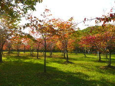 （写真）1000本の桜の木が紅葉し、緑色の地面と綺麗なコンストラストです。