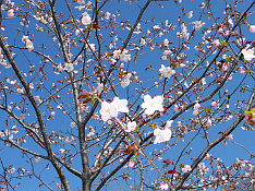 枝先にたくさんの桃色の花をつけた桜の写真