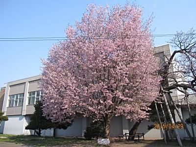2015年4月29日撮影。2階建て校舎よりも高く、枝をいっぱいに広げ、淡いピンク色の桜が満開に咲き誇っている恵庭小学校の桜の写真