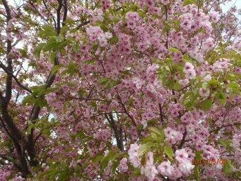 市営住宅の八重桜が淡いピンク色の花をたくさんつけた写真