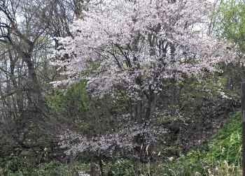 散策路途中の山の傾斜に生えている桜です。周りの木々から押し出されるようにピンク色の花を満開に咲かせている写真