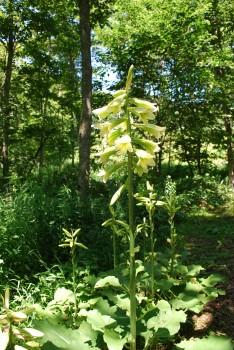 長い茎の先上の方に、緑白色の花が10輪ほどついているオオユバユリの写真