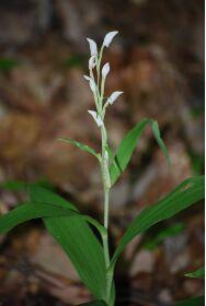 葉の間から間からまっすぐに茎を伸ばした先に、細長いつぼみのような小さな白い花を7つほどつけているササバギンランの写真