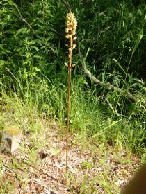 地面から直立に伸びた茎の先端に、数十個の黄褐色の花を付けているオニノヤガラの写真