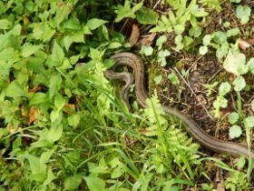 草むらから出てきた茶色のシマヘビの写真