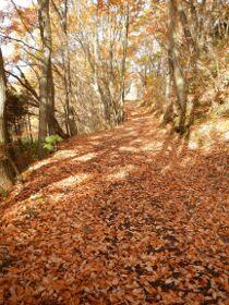 葉をいくらか落として秋口の装いになった木々からこぼれる日の光が、細い小道に敷き詰められた落ち葉に光と影を作り出す暖かみのある写真
