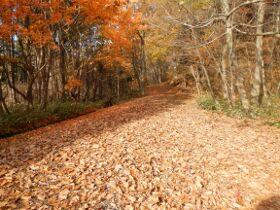 一面に落ち葉を敷き詰め、脇には橙色に紅葉した木々が立ち並ぶ道の写真