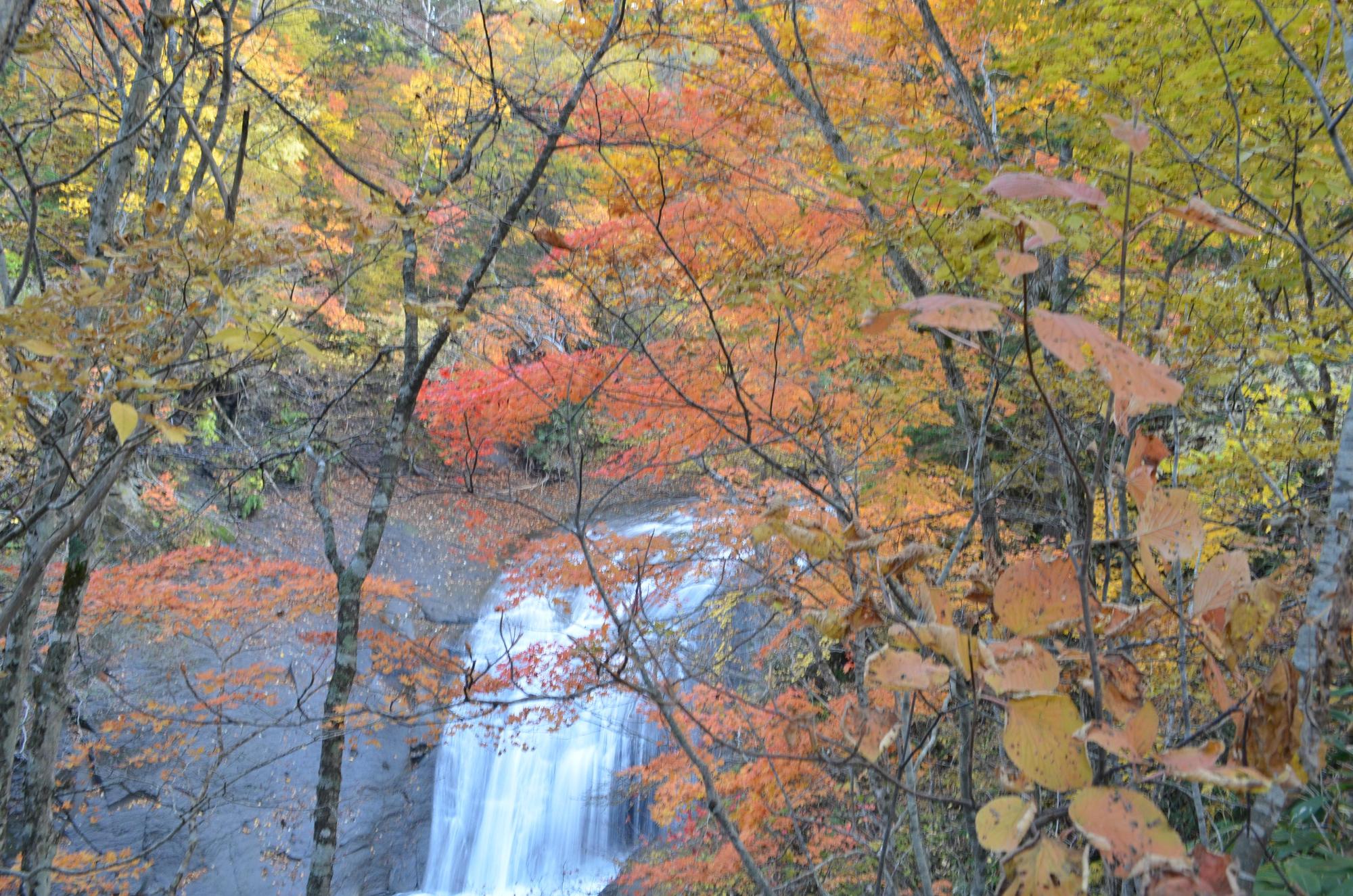鮮やかな紅葉した木々の後ろに見える滝の写真
