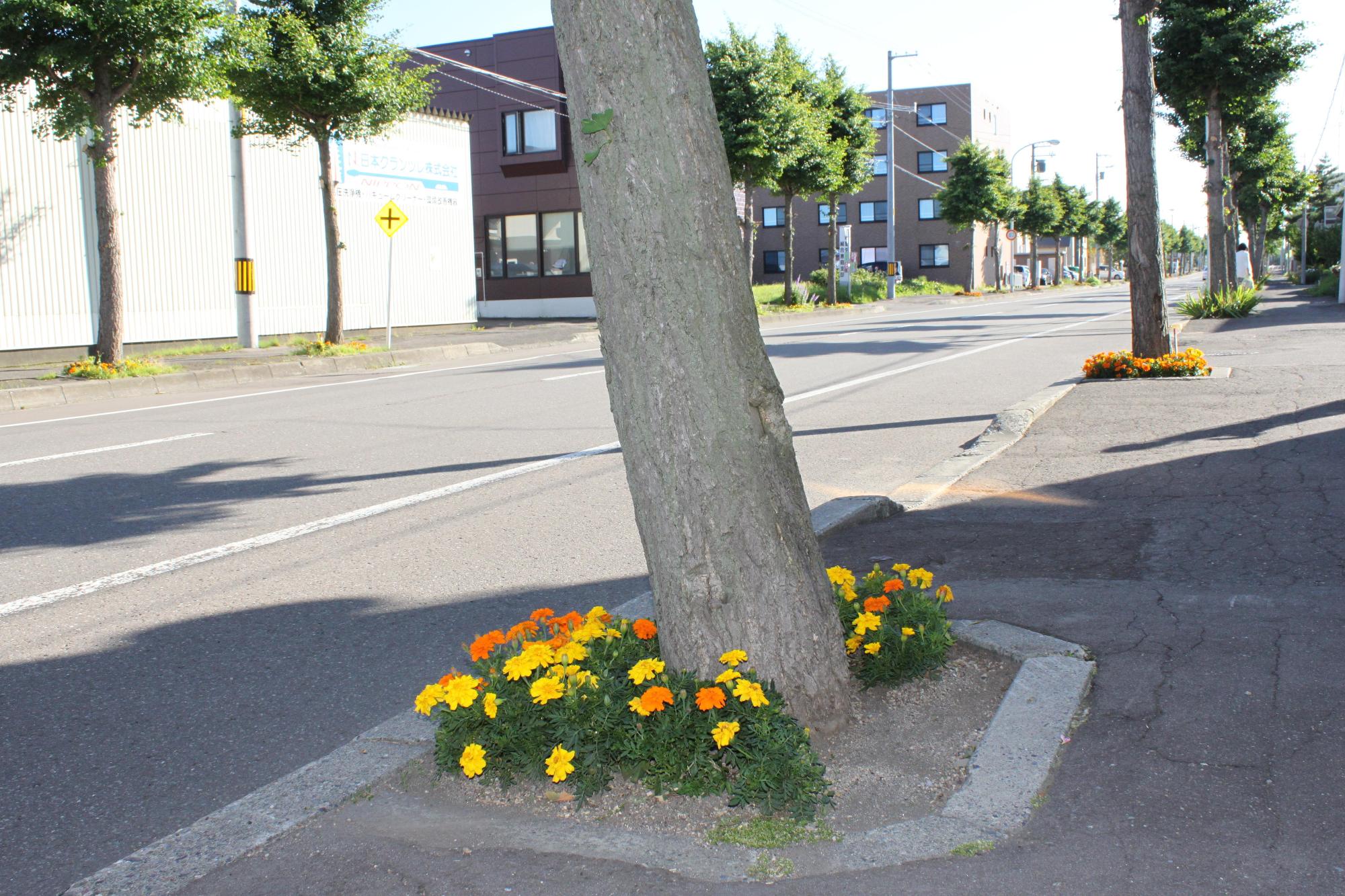 （写真）道路沿いに街路樹が並んでいますが、1本1本の街路樹の周りには黄色と橙色の花が植えられ、彩りを添えています。