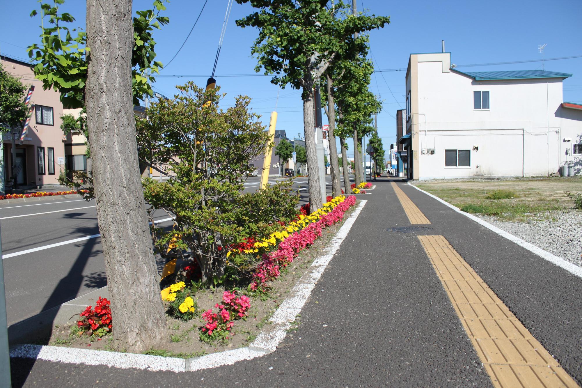 （写真）街路樹と街路樹の間に整列するようにピンク、黄色、赤の花々が植えられとても華やかな道です。