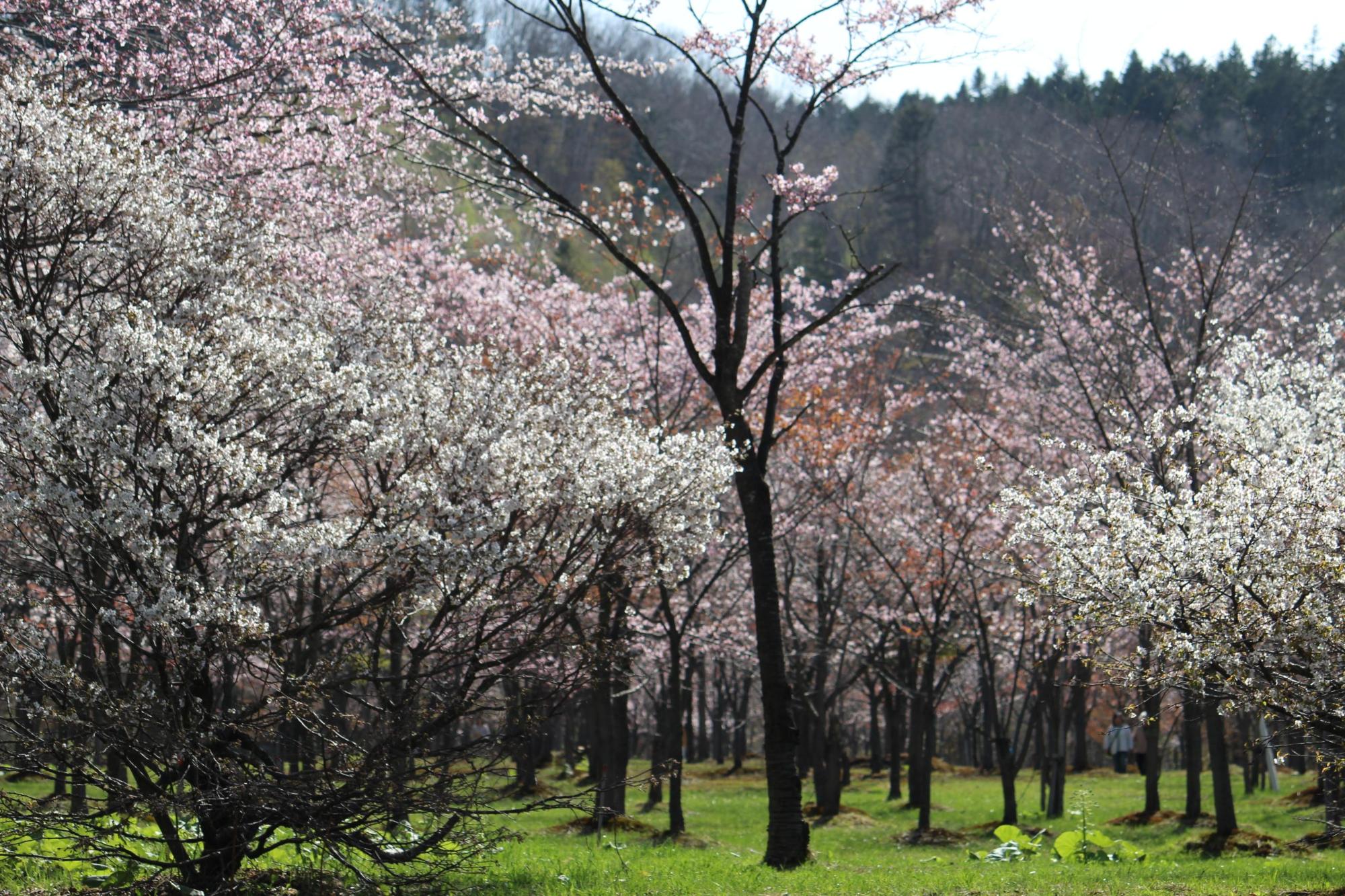 （写真）木によって白や桃色の花を付け、満開の様子。1000本の桜が一斉に満開になります。