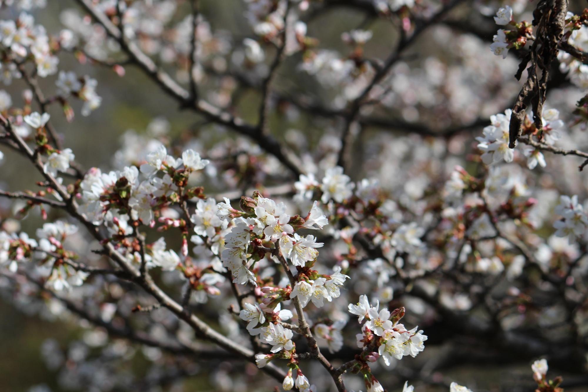 枝先にこぼれんばかりにいっぱいの白い花を付けた桜の写真