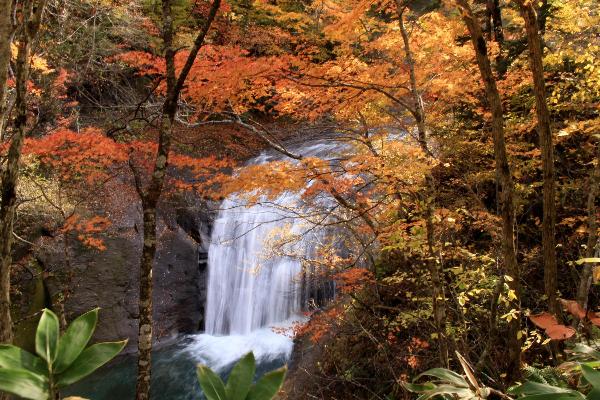紅葉した木々の後ろに見える白扇の滝の写真