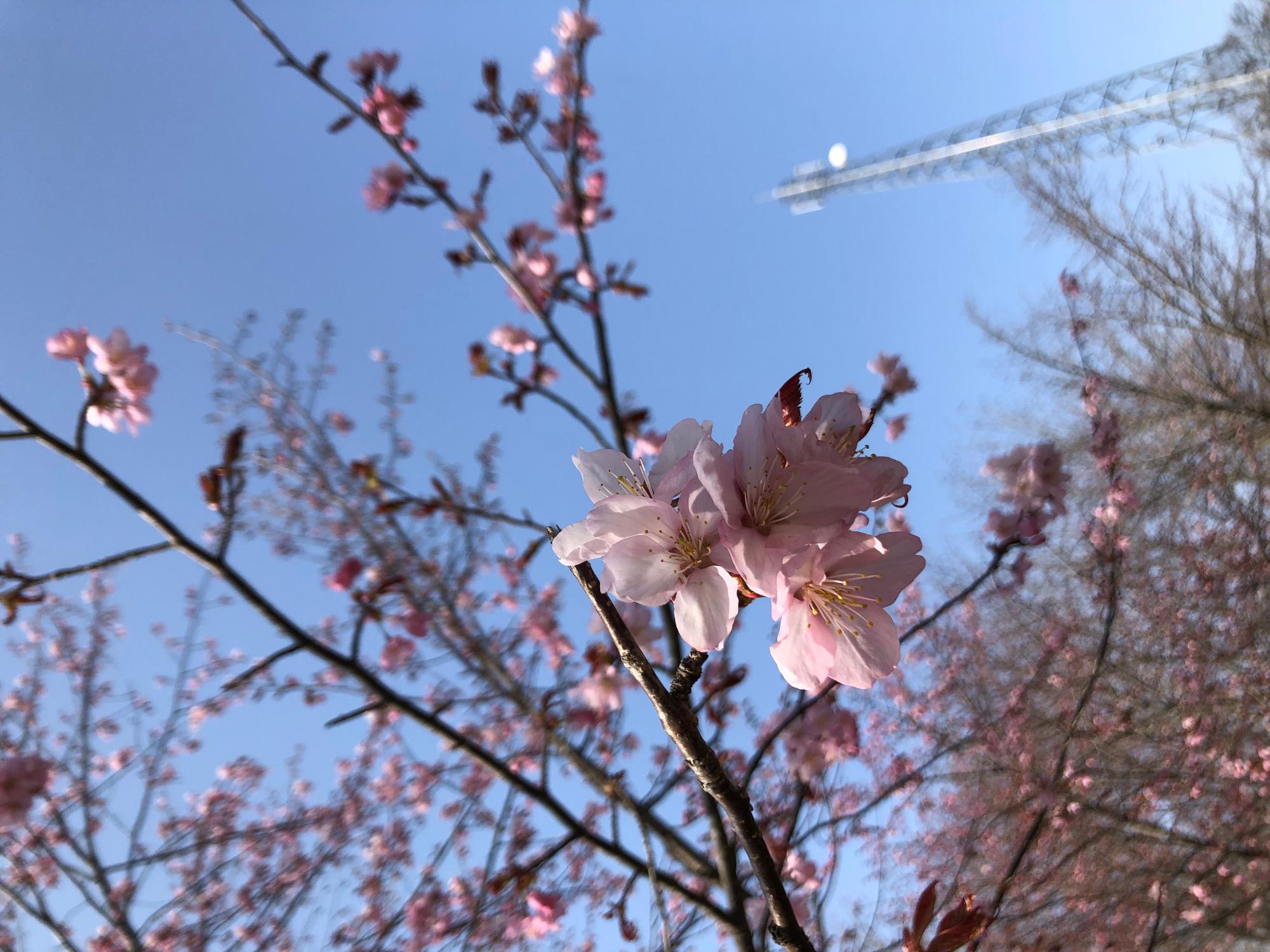 桜2022