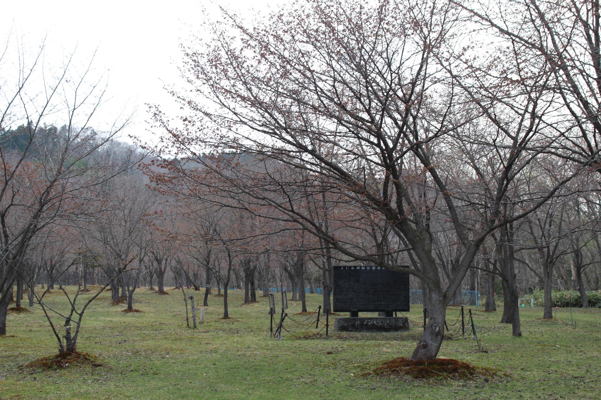 20260427桜公園