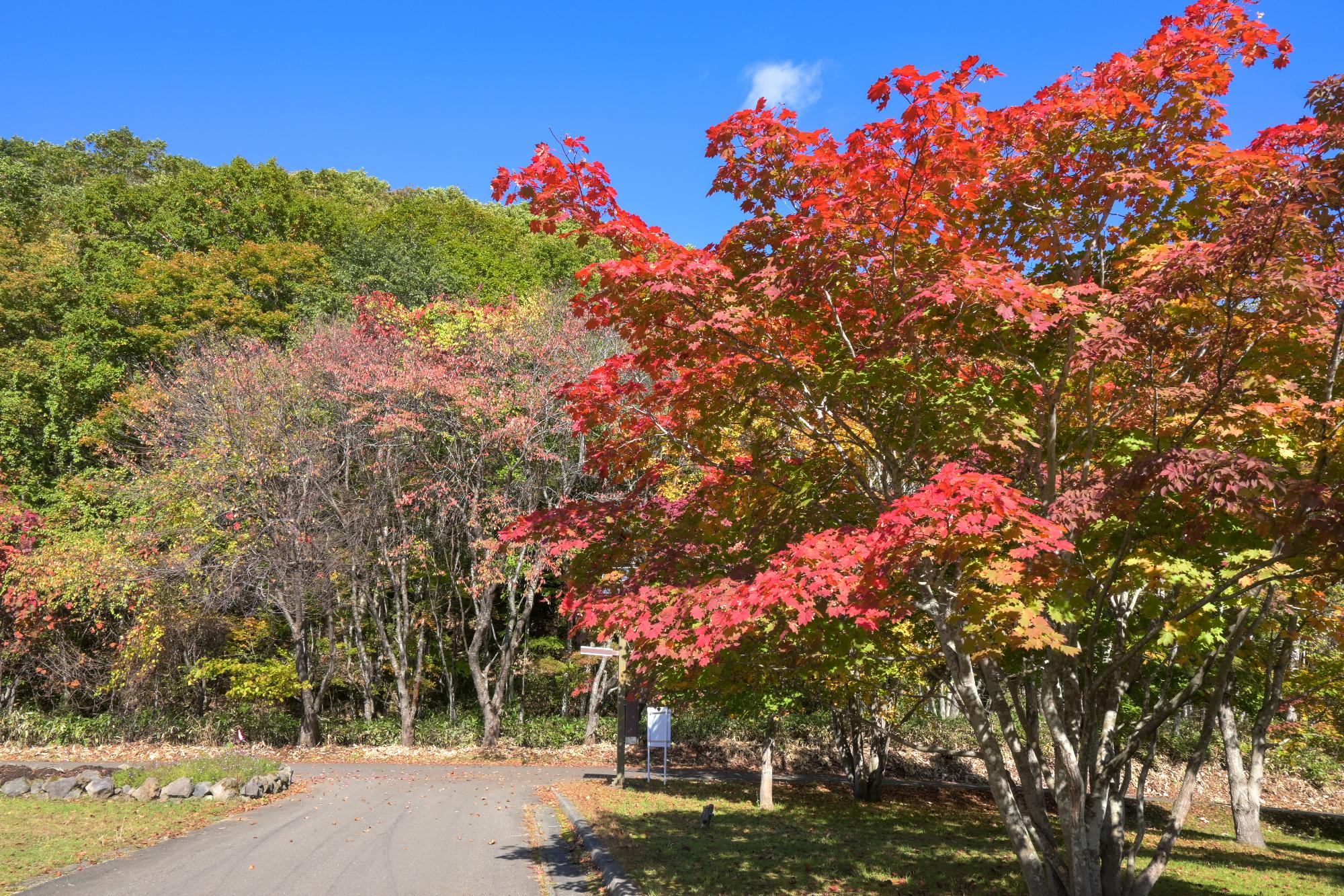 えにわ湖自由広場