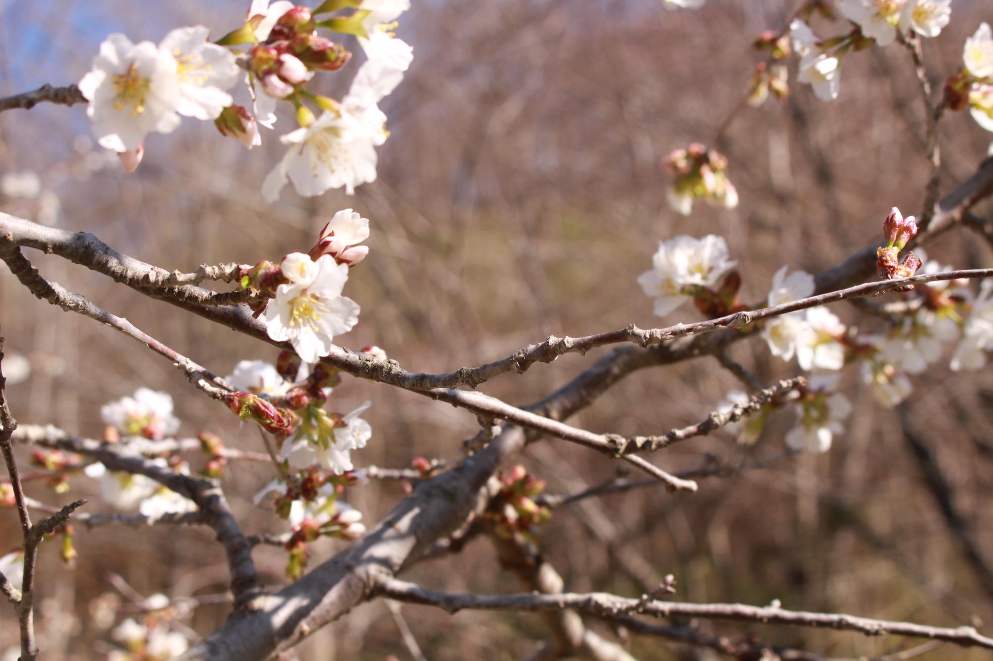 桜公園