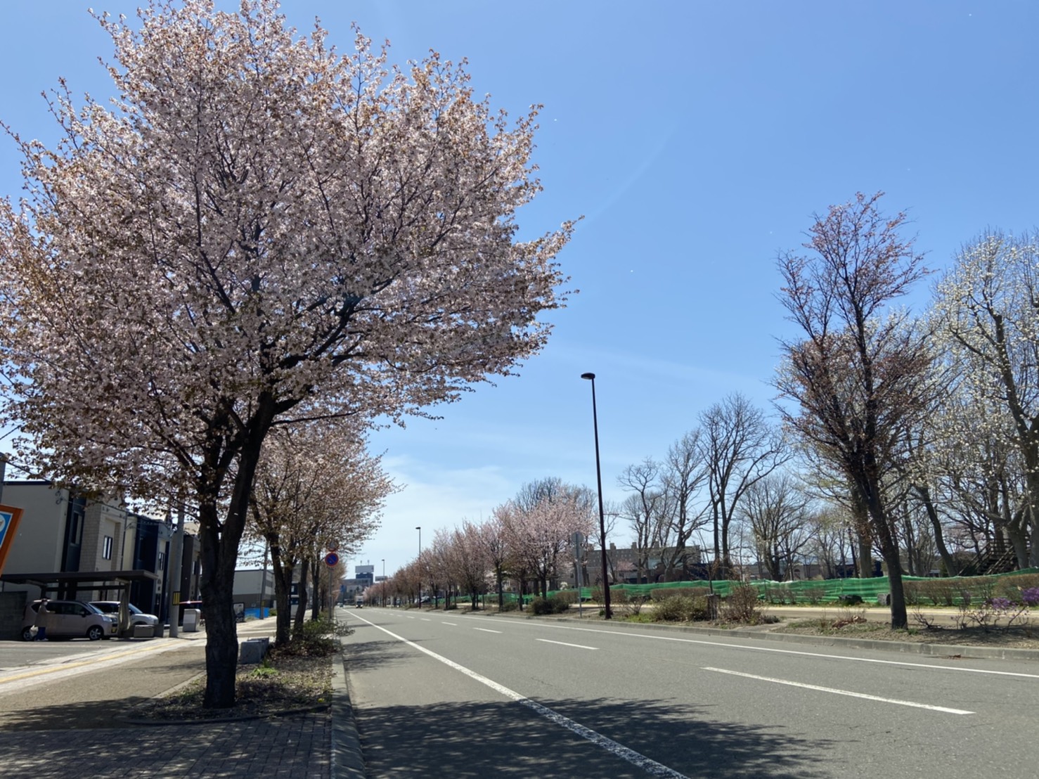 桜開花状況