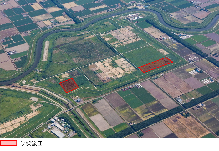 河川樹木伐採箇所