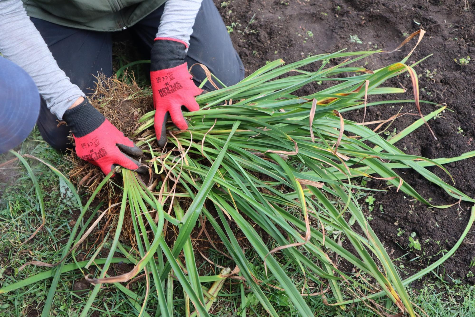 2025年第4回コミュニティガーデンワークショップ1