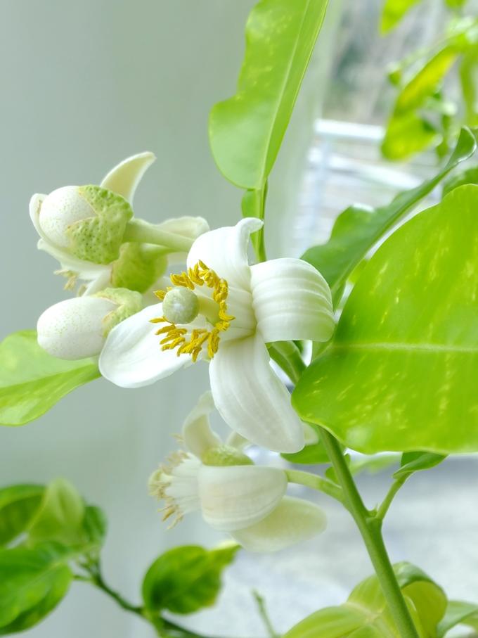 5月下旬に見られる白色のみかんの花の写真