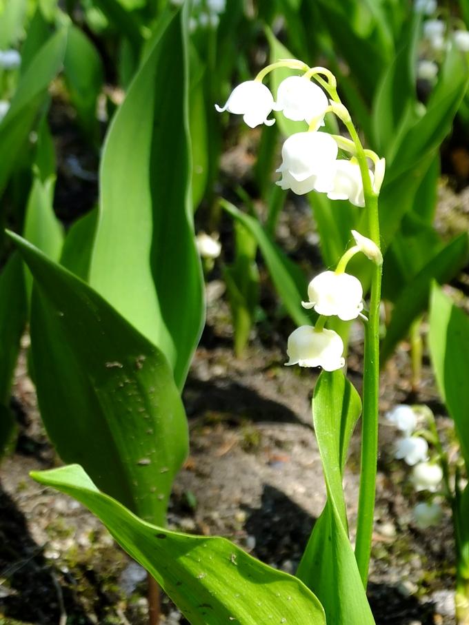 5月中旬から6月上旬に見られる白色のすずらんの花の写真