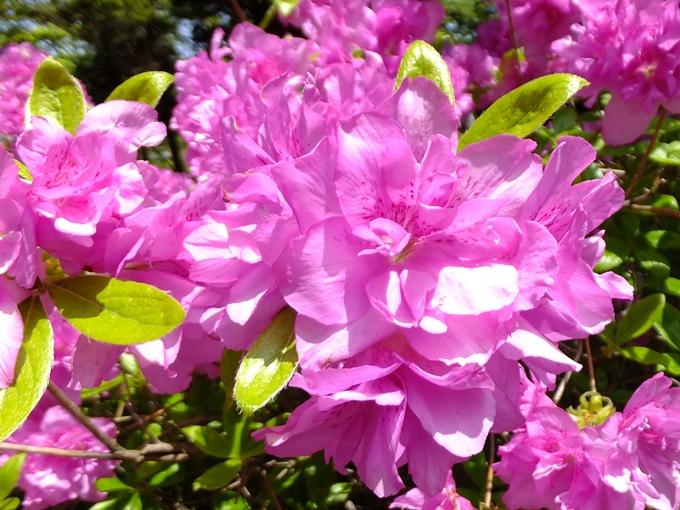 5月中旬に見られるピンク色のつつじの花の写真