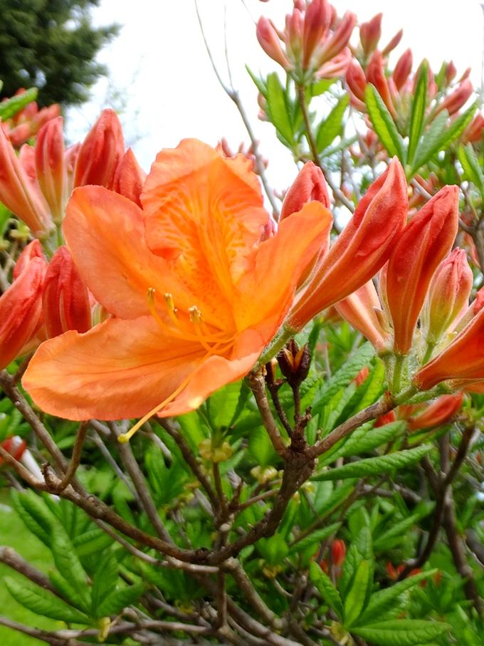 5月下旬から6月上旬に見られるオレンジ色のつつじの花の写真