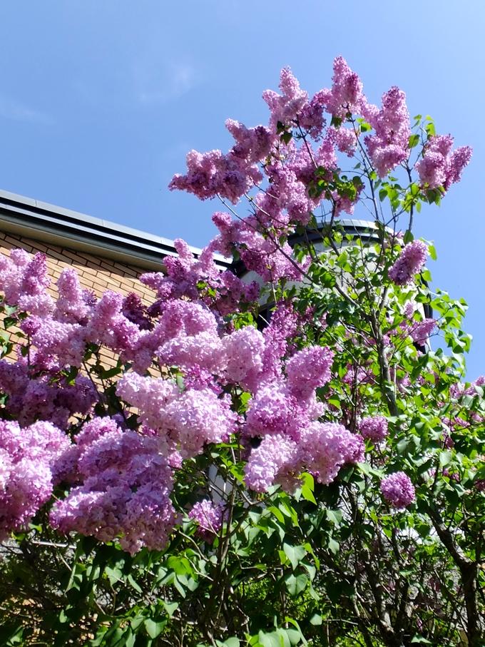 5月末から6月上旬に見られるピンク色の小花が房になって咲いているライラックの写真
