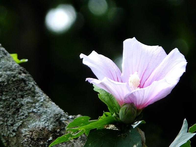 8月に見られる薄くピンク色に色付いたムクゲの花の写真