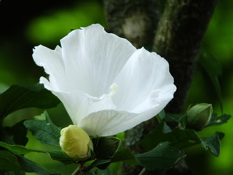 8月に見られる白色のムクゲの花の写真