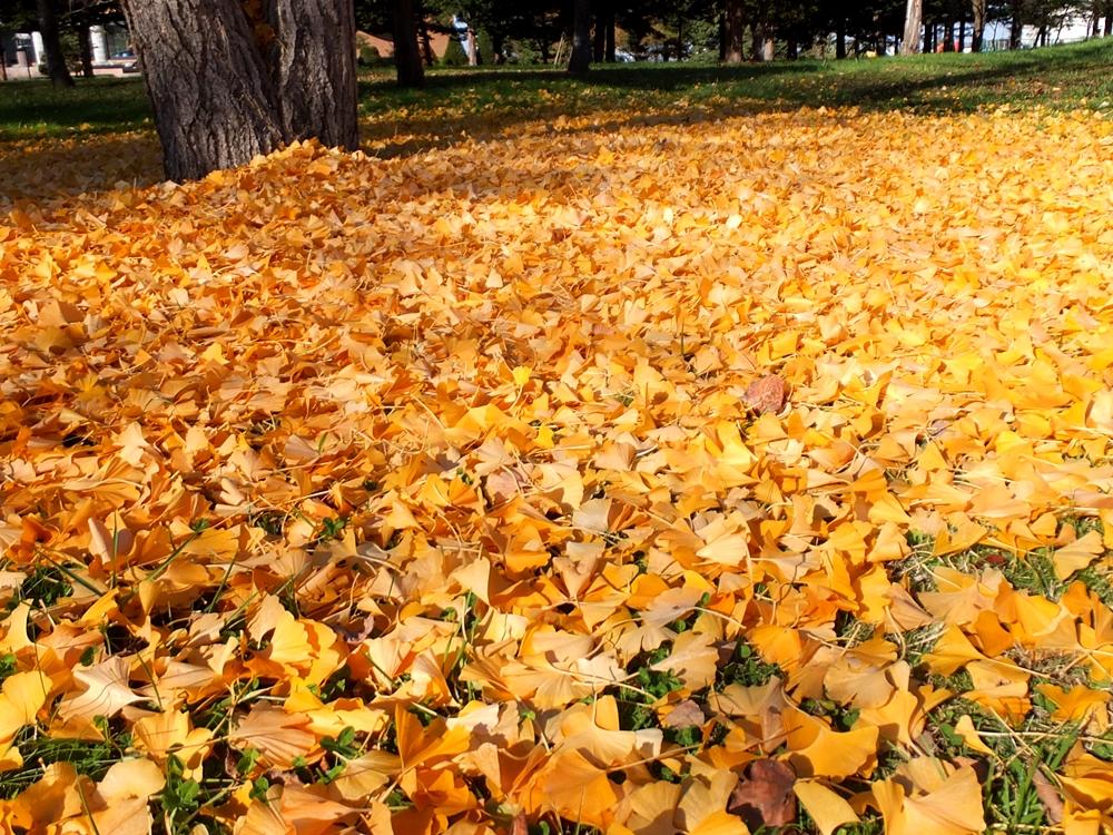 広場一面に広がった黄色い銀杏の落ち葉の写真