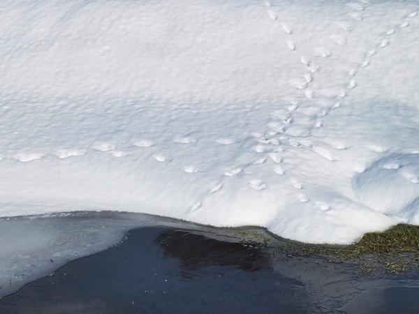 真っ白な雪の上に残る狐の足跡の写真