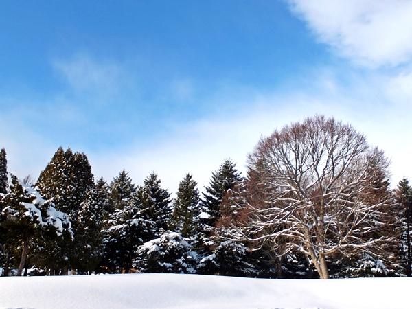 青空の下、雪景色の中に茂る木々の写真